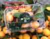 Cơ sở cung cấp hộp nhựa trong đựng trái cây