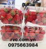 Hộp nhựa có lỗ đựng dâu tây