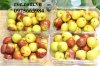 Hộp nhựa trái cây dùng 1 lần