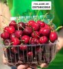 Hộp nhựa đựng trái cây 1kg P1000B cao cấp, uy tín, chất lượng