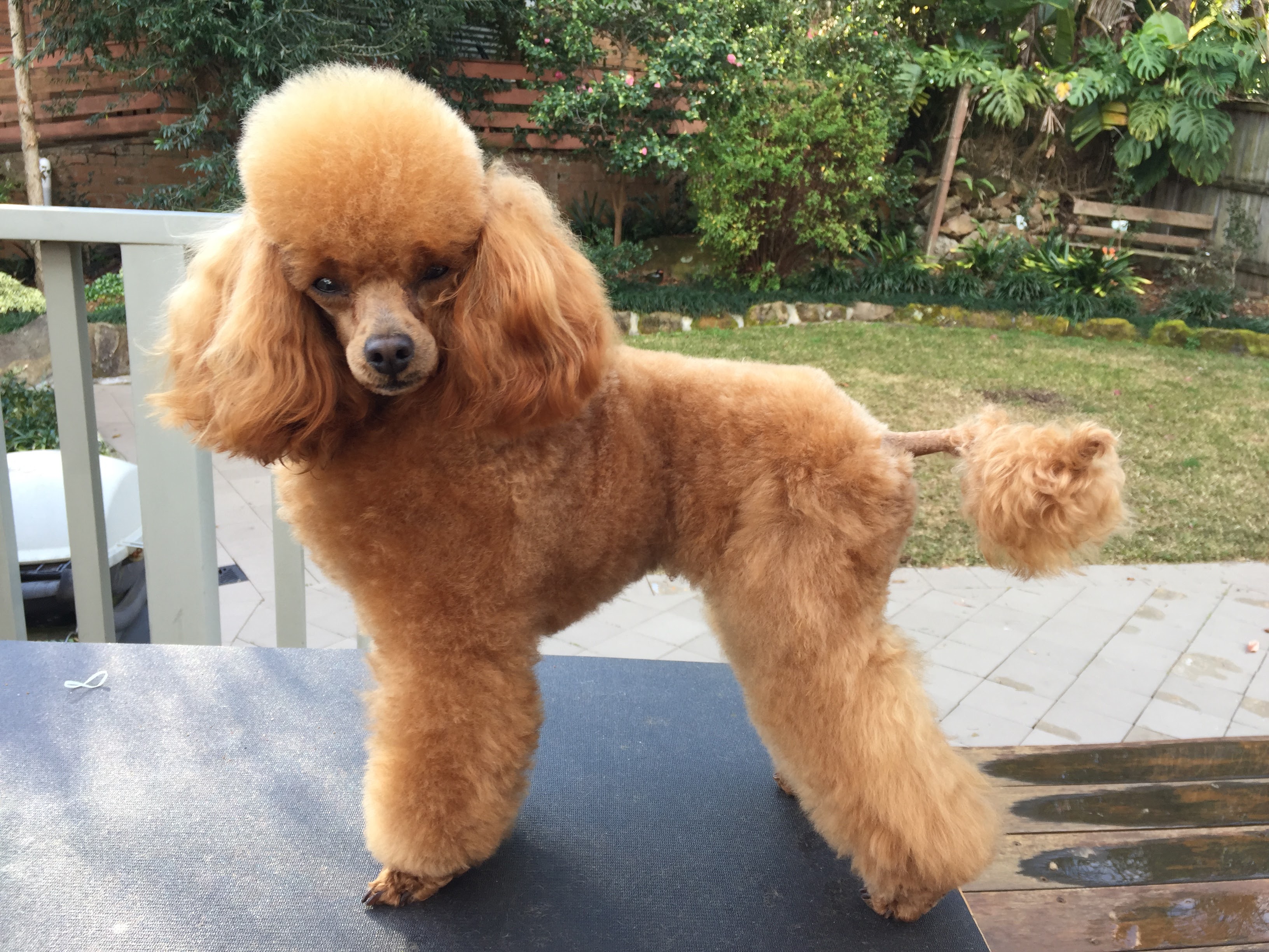 Có Hay Không Chó Poodle Giá Rẻ 500k, 1 Triệu?